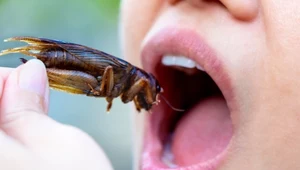 Białko owadów może pomóc z otyłością. Zaskakujące odkrycie naukowców