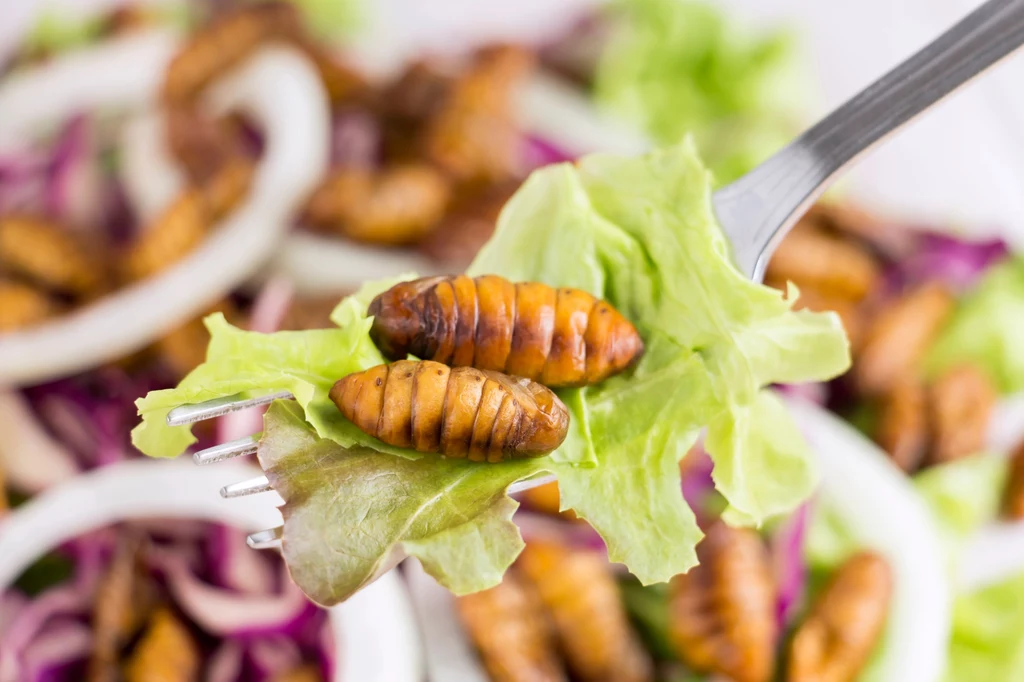 Kolejne jadalne owady zostały w tym roku zatwierdzone do legalnej sprzedaży przez Unię Europejską