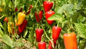 Trzymaj się zasad uprawy, a papryka obrodzi