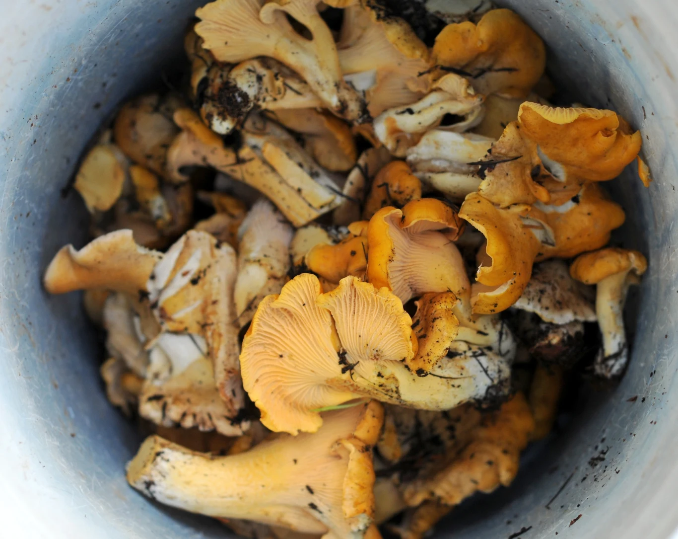 To najzdrowsze grzyby rosnące w Polsce. Znajdziesz je w każdym supermarkecie To najzdrowsze grzyby rosnące w Polsce. Znajdziesz je w każdym supermarkecie