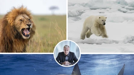 Oto najbardziej żarłoczny drapieżnik na świecie. Te dane mogą zaskoczyć