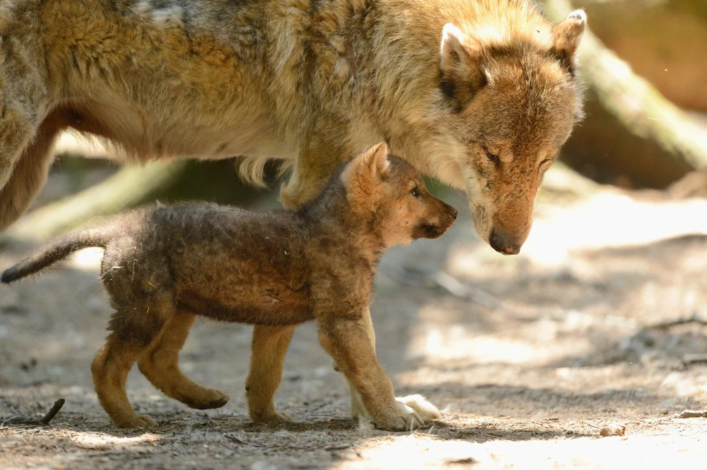 Wilk jest w Polsce objęty ochroną. Ma kluczową rolę w przyrodzie