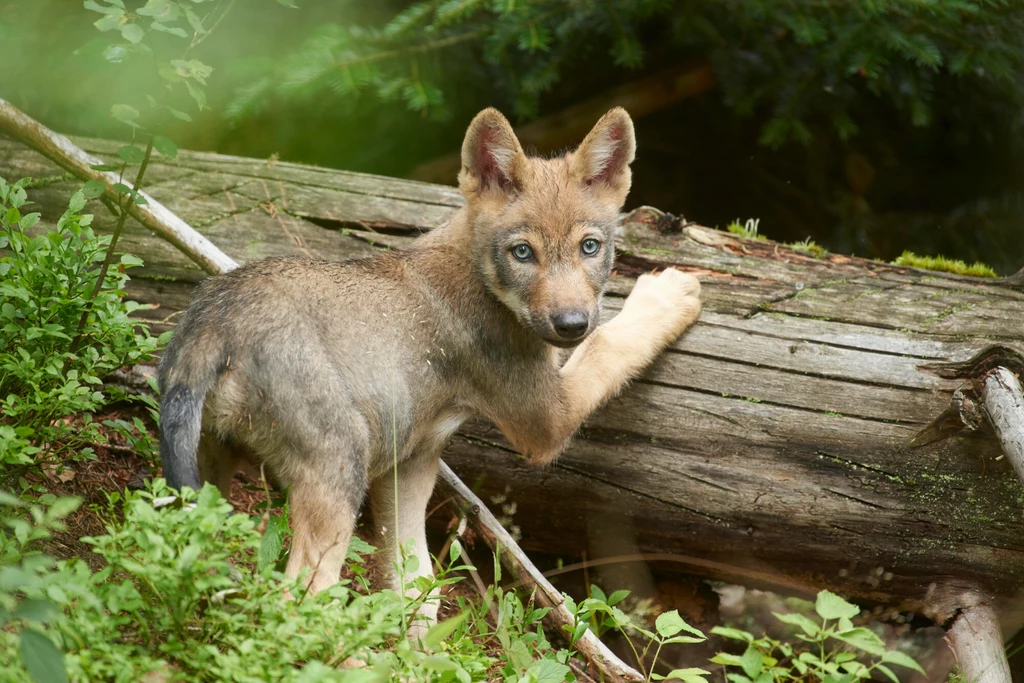 Dzięki zaangażowaniu polskiego leśnika i fotografa udaje się podglądać codzienne życie wilków w Puszczy Knyszyńskiej. Mężczyźni kupili fotopułapki za własne pieniądze