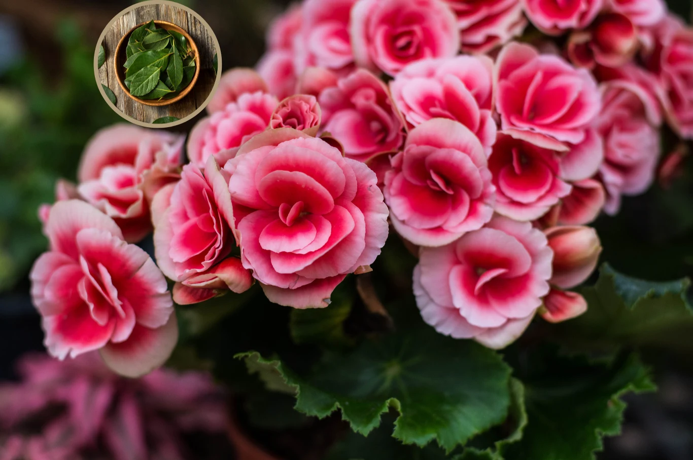 Wystarcza 3 zł, by twoje begonie były najpiękniejsze w okolicy