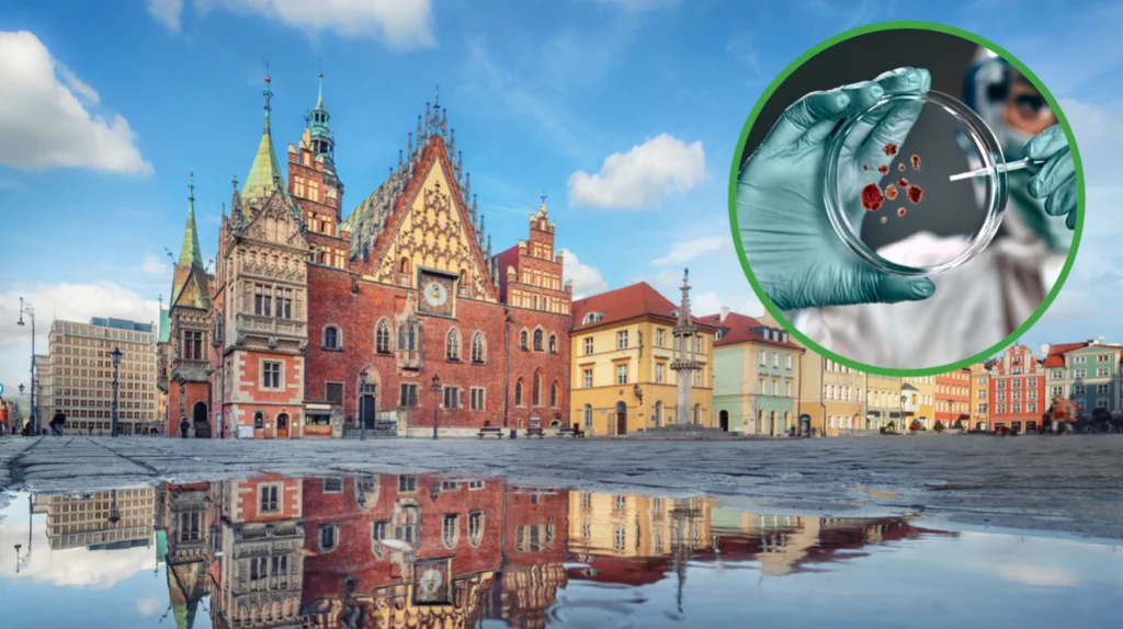 We Wrocławiu odkryto nowy gatunek grzyba (zdjęcia ilustracyjne)