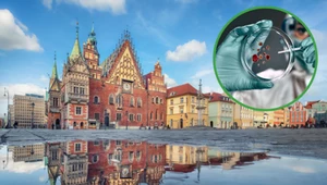 We Wrocławiu odkryto grzyb, który może zagrozić rodzimym gatunkom drzew