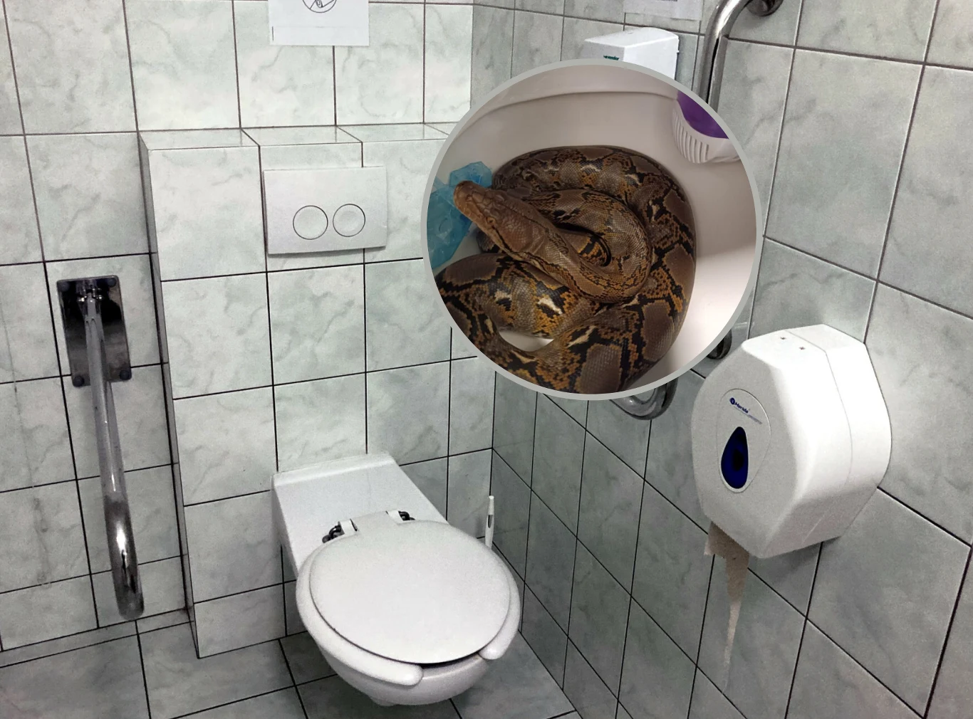 Pyton został znaleziony w toalecie w jednym z mieszkań w Chorzowie Pyton został znaleziony w toalecie w jednym z mieszkań w Chorzowie