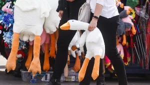 Gęś Pipa ma konkurencję? Teraz ten pluszak opanował stragany z pamiątkami