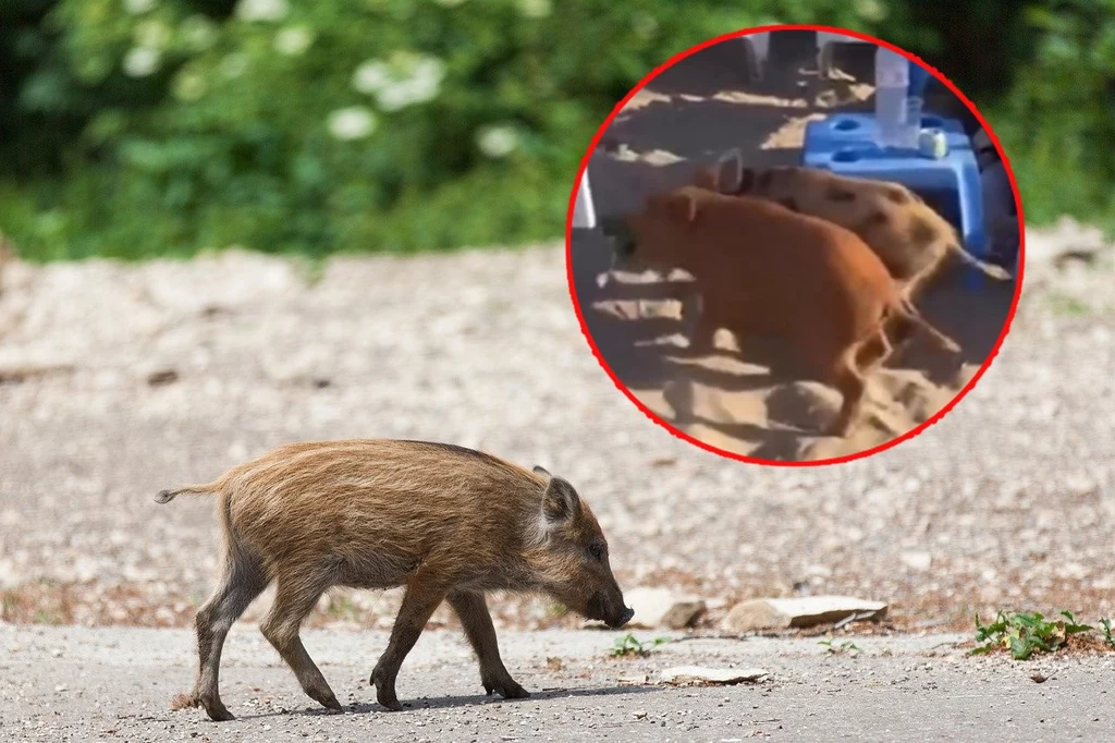 Stado dzików weszło na plaże. Turyści byli przerażeni Stado dzików weszło na plaże. Turyści byli przerażeni