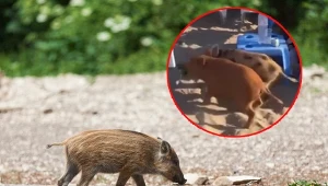 Stado dzików weszło na plaże. Turyści byli przerażeni