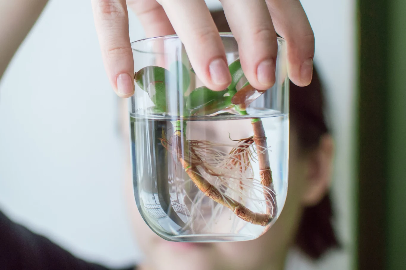 Węgiel aktywny można dodać do wody, w której ukorzenia się rośliny lub też wymieszać z podłożem do sadzonkowania