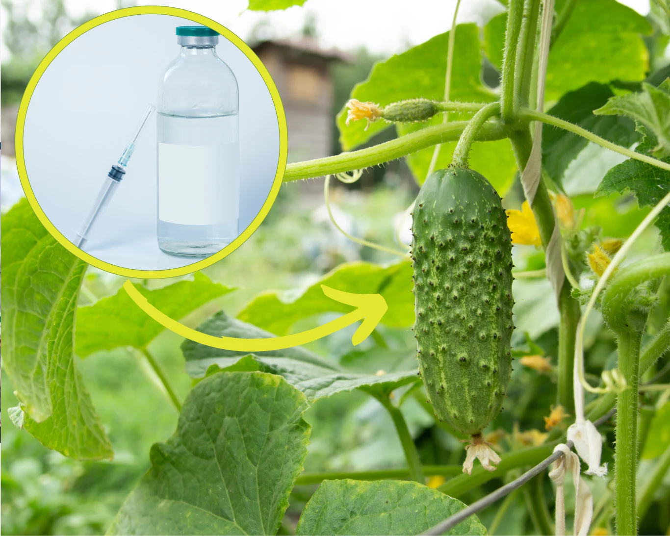 Co zrobić, gdy liście ogórka żółkną? Warto zastosować ten prosty, domowe sposób Co zrobić, gdy liście ogórka żółkną? Warto zastosować ten prosty, domowe sposób