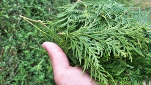 Wykonaj ten zabieg teraz, jeśli chcesz, by tuje dobrze rosły przez lata