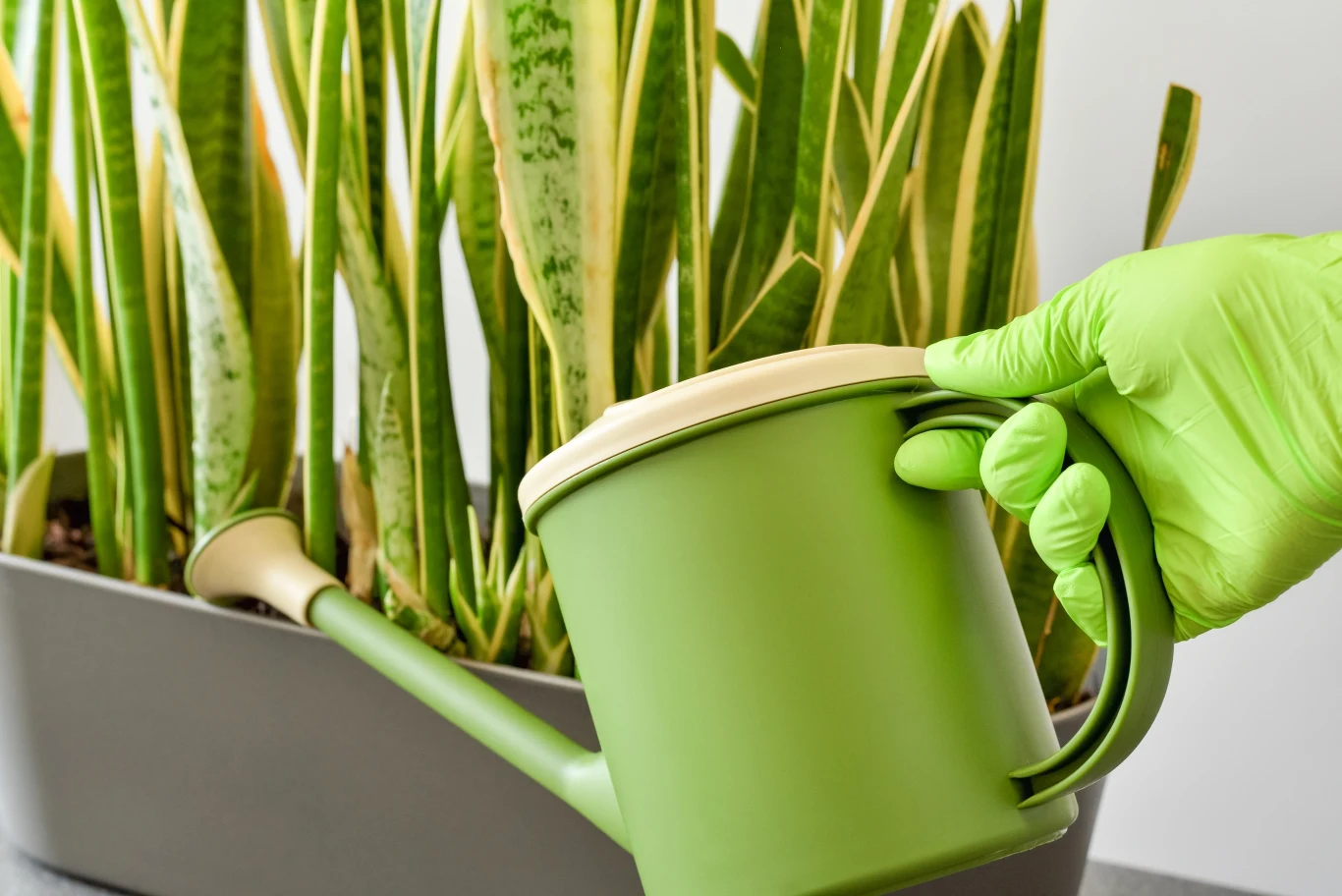 Jest jedna rzecz, której sansewieria może ci nie wybaczyć Jest jedna rzecz, której sansewieria może ci nie wybaczyć