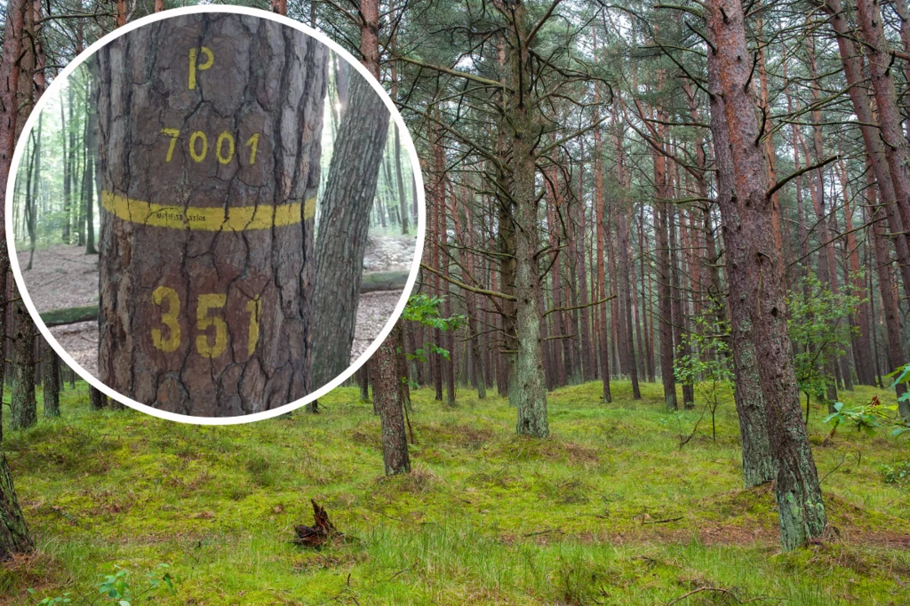Żółte numery to niejedyne oznaczenie stosowane w polskich lasach