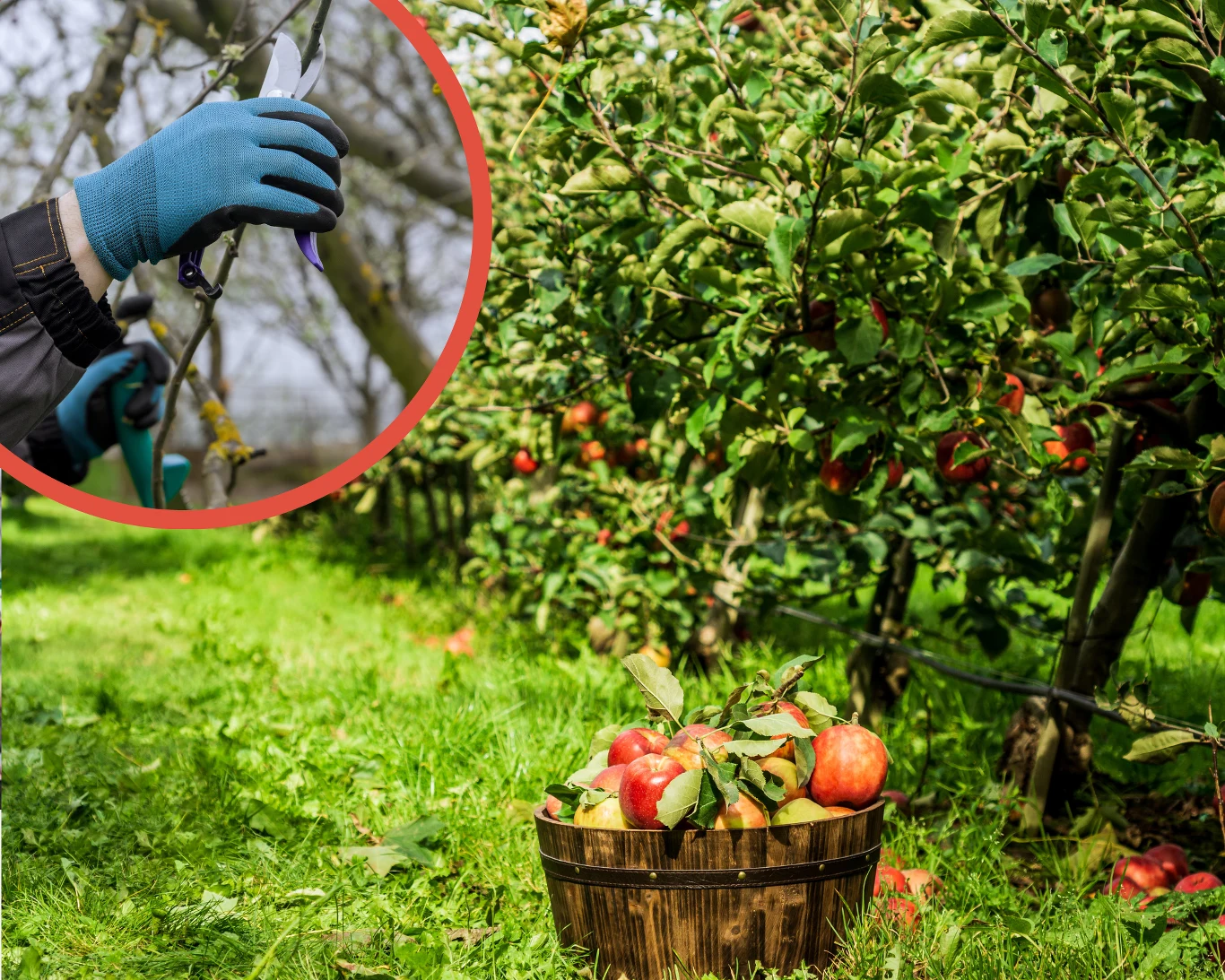 Każdy ogrodnik powinien pamiętać o wykonaniu tego zabiegu w sadzie