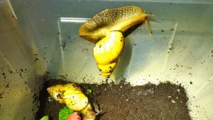 Na klatce jednego z bloków na warszawskiej Pradze Północ znaleziono dwa wielkie ślimaki