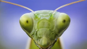 Zdjęcie głowy modliszki wykonane techniką makrofotografii nasuwa skojarzenia z przybyszami z kosmosu, ale nie ma obaw, owad nie jest dla człowieka niebezpieczny