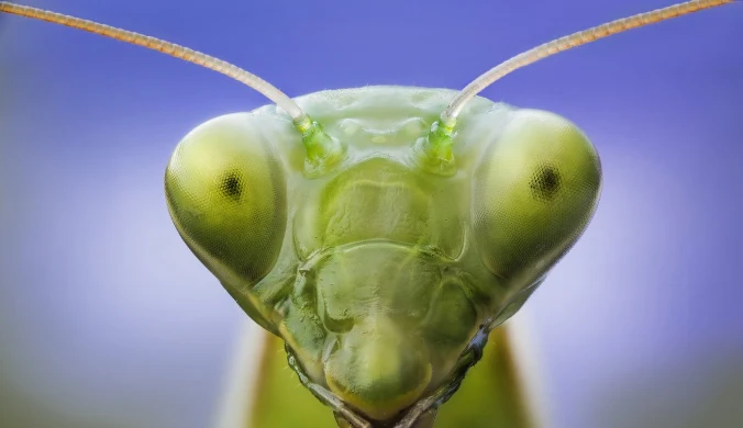 Zdjęcie głowy modliszki wykonane techniką makrofotografii nasuwa skojarzenia z przybyszami z kosmosu, ale nie ma obaw, owad nie jest dla człowieka niebezpieczny
