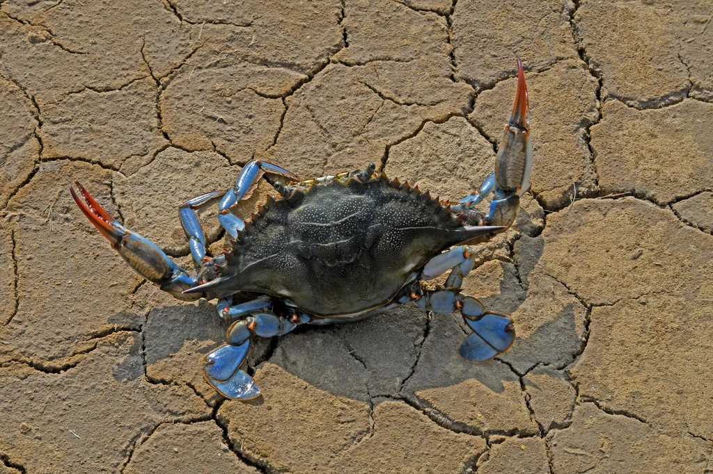 Callinectes sapidus tzw. niebieski krab