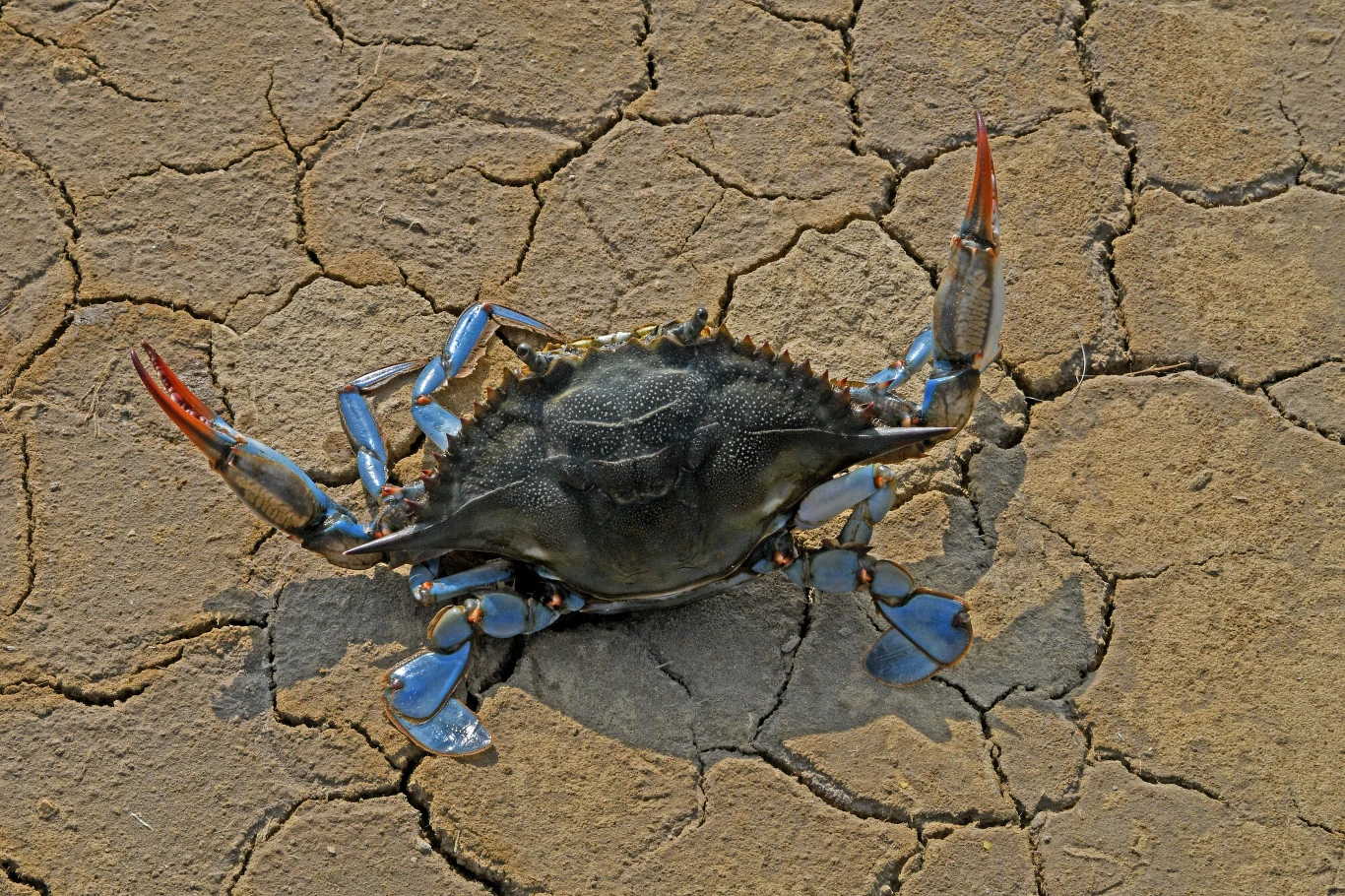 Callinectes sapidus tzw. niebieski krab Callinectes sapidus tzw. niebieski krab