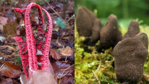 Co kryje się za tajemniczymi nazwami?