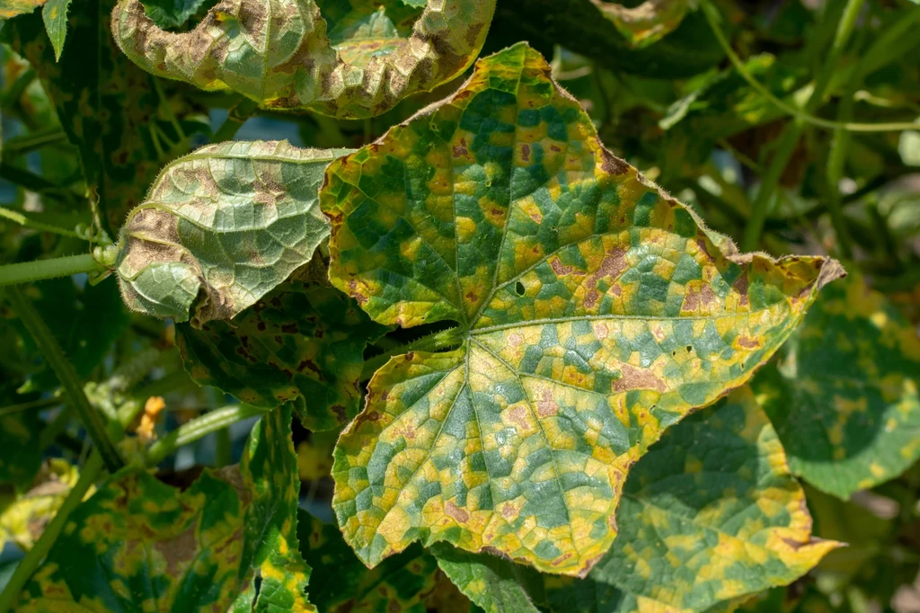 Żółte liście ogórków mogą świadczyć o chorobie. Rośliny mogły zostać zaatakowane na przykład przez mączniaka rzekomego. 