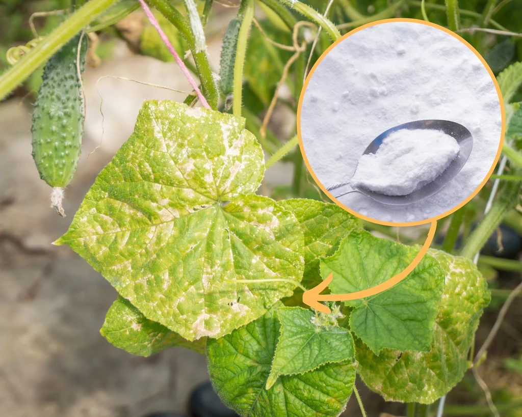 Żółknięcie liści ogórków to sygnał, że niewłaściwie o nie dbamy lub rośliny zostały zaatakowane przez szkodniki. Jakie są najlepsze, domowe sposoby na żółknięcie liści ogórków? Do wykonania leczniczego oprysku można użyć na przykład sody oczyszczonej. /123RF/PICSEL