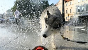 Pies szuka ochłody w kurtynie wodnej w Warszawie. Zdjęcie ilustracyjne