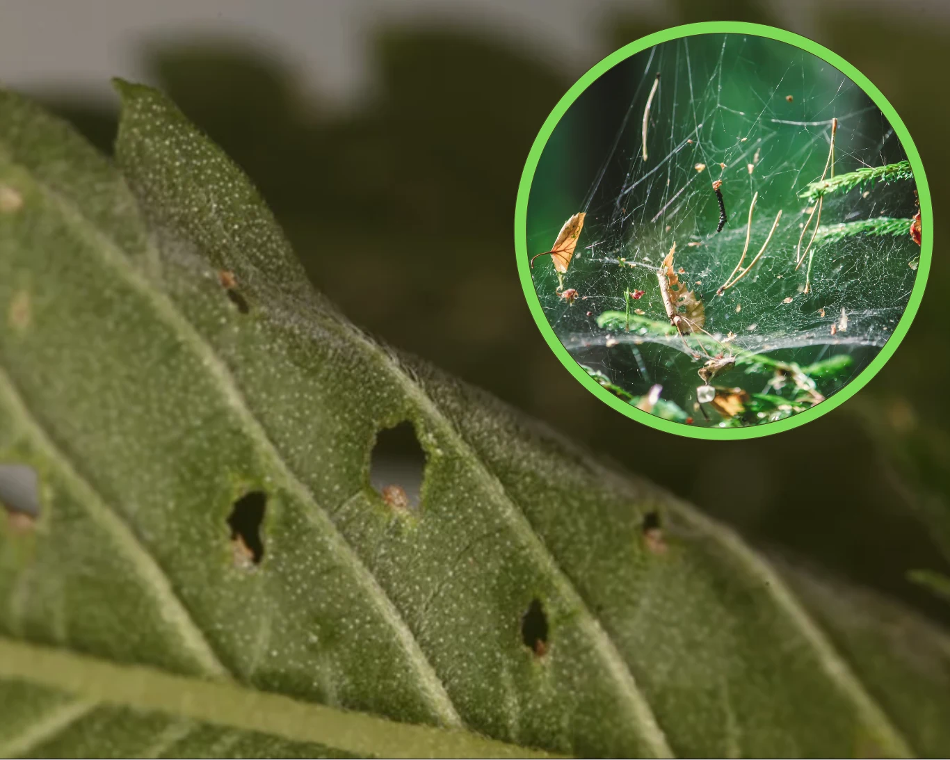 Przędziorków można się pozbyć domowymi sposobami