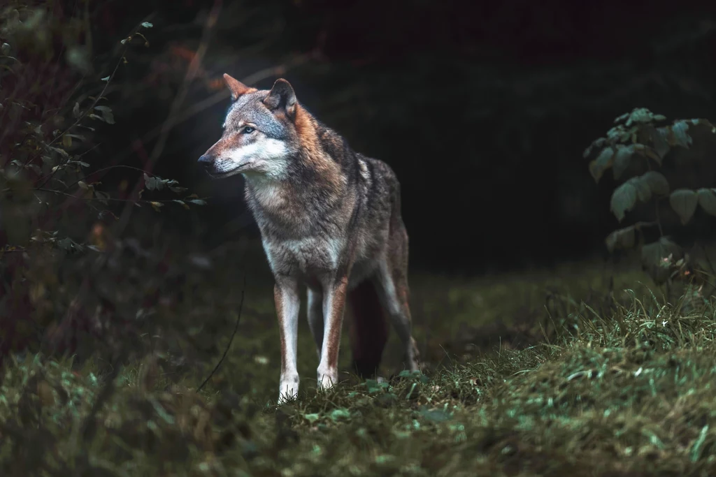 Wilk jest gatunkiem chronionym w wielu krajach w Europie, ale środowiska myśliwskie chcą to zmienić