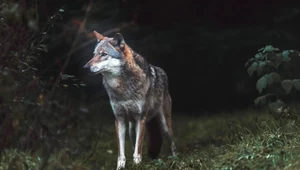 Wilk wypada z krzaków i pożera psa? Leśniczy dementuje plotki