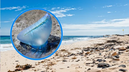 Ogromny parzydełkowiec - żeglarz portugalski pojawił się licznie na plaży w Australii/ Getty Images