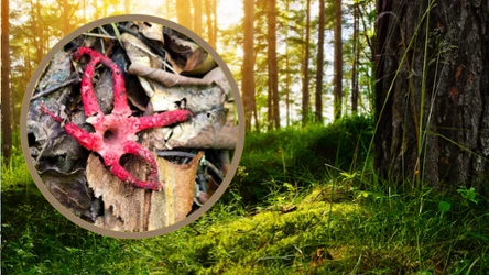 Czym są tajemnicze "palce diabła', spotykane latem w polskich lasach?