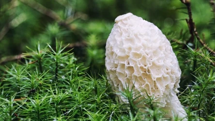 Sromotnik smrodliwy nazywany czarcim jajem wydziela nieprzyjemny zapach przypominający zgniłe mięso