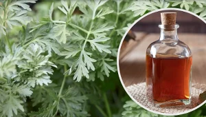 Piołunówka to domowy sposób na odrobaczanie i zapalenie stawów. Stosuj w maleńkich dawkach