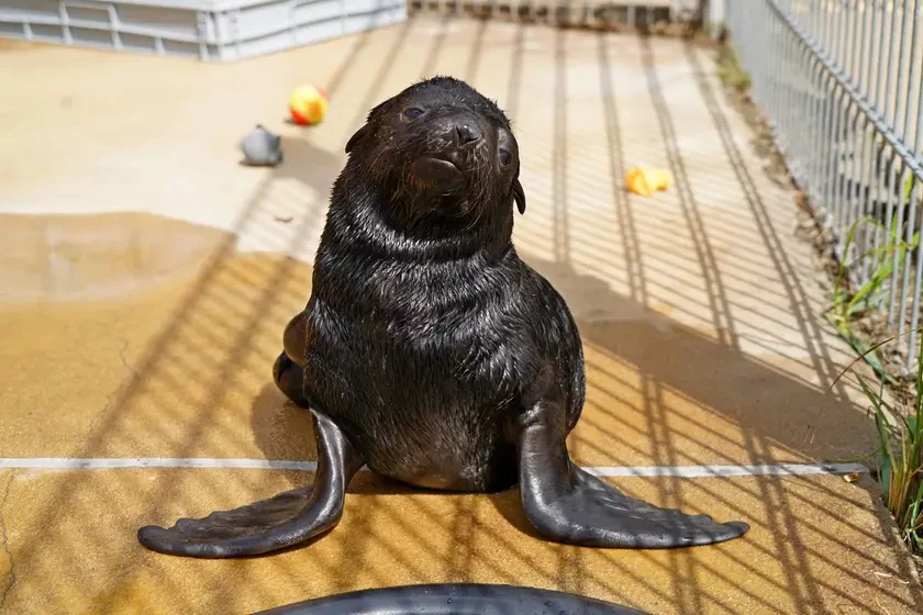 We wrocławskim zoo przyszedł na świat uroczy kotik afrykański. Ssak dopiero uczy się pływać