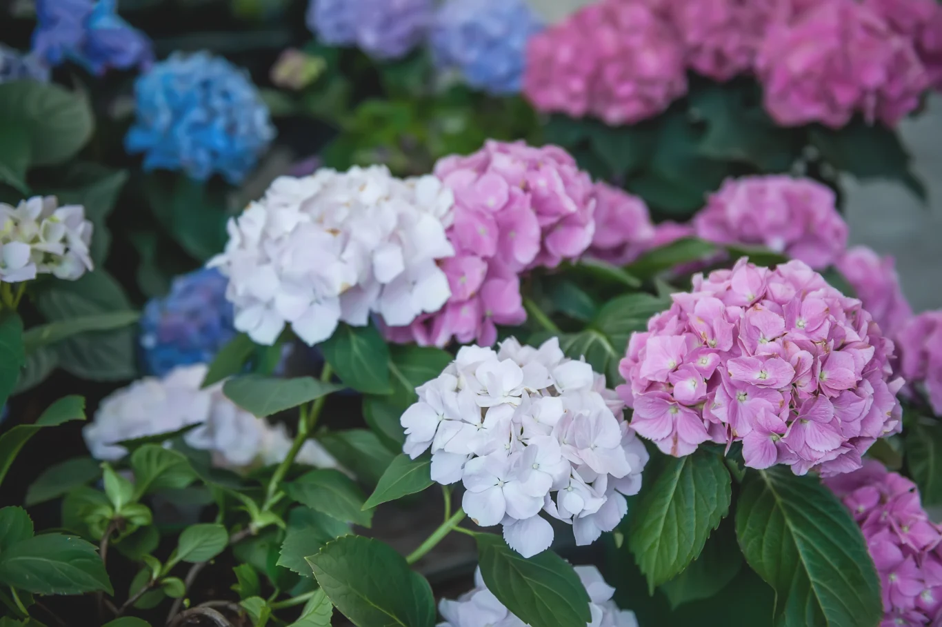 Co zrobić, by hortensje kwitły jeszcze intensywniej? Kluczowe znaczenie ma odpowiednia pielęgnacja 
