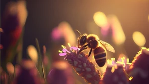 Dzikie pszczoły się kurczą. Im cieplej, tym mniejsze owady