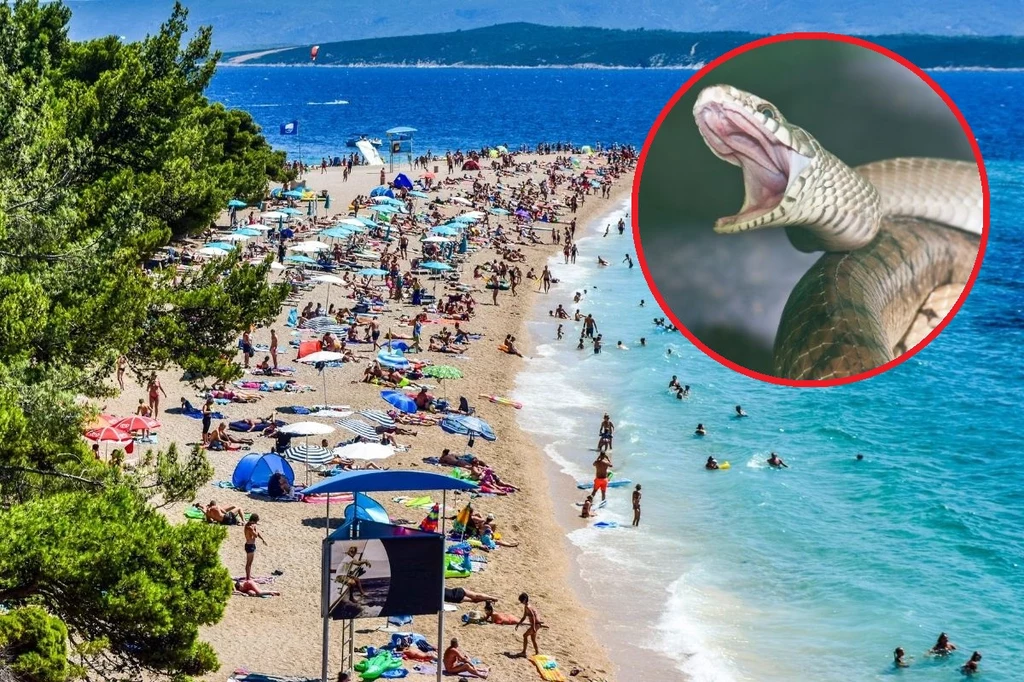 Na jakie węże należy uważać, wybierając się na wakacje do Chorwacji?