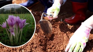 Zasadź w ogrodzie w sierpniu. Jesienią będą wyglądać jak krokusy