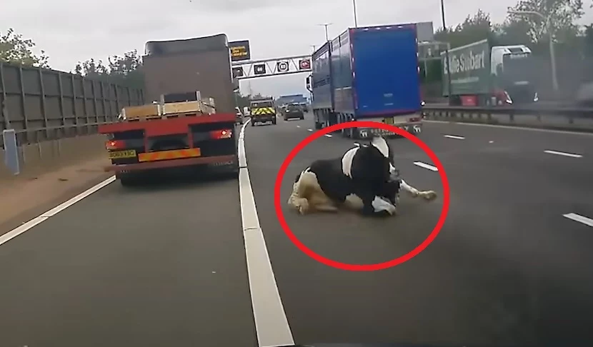 Autostrada M6, na którą wypadły krowy, zablokowana była w obu kierunkach przez 1,5 h / fot. YouTube/The Independent