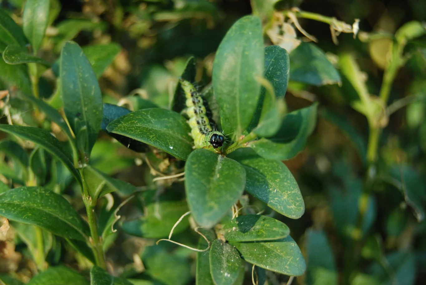 Gąsienica ćmy bukszpanowej.