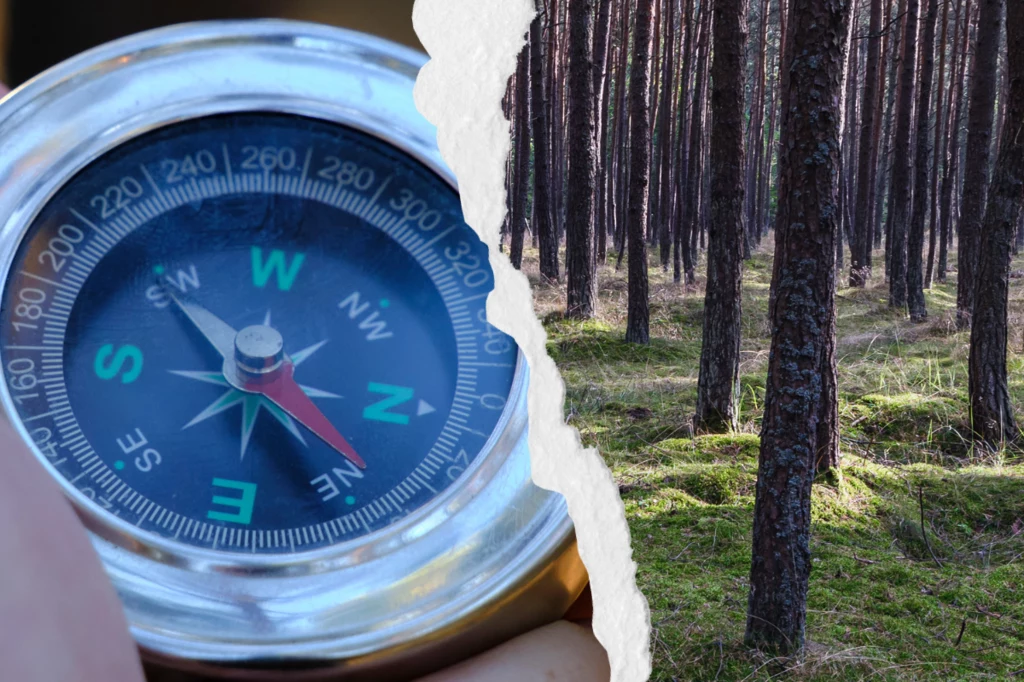 Wybierając się do lasu, warto zabrać ze sobą kompas