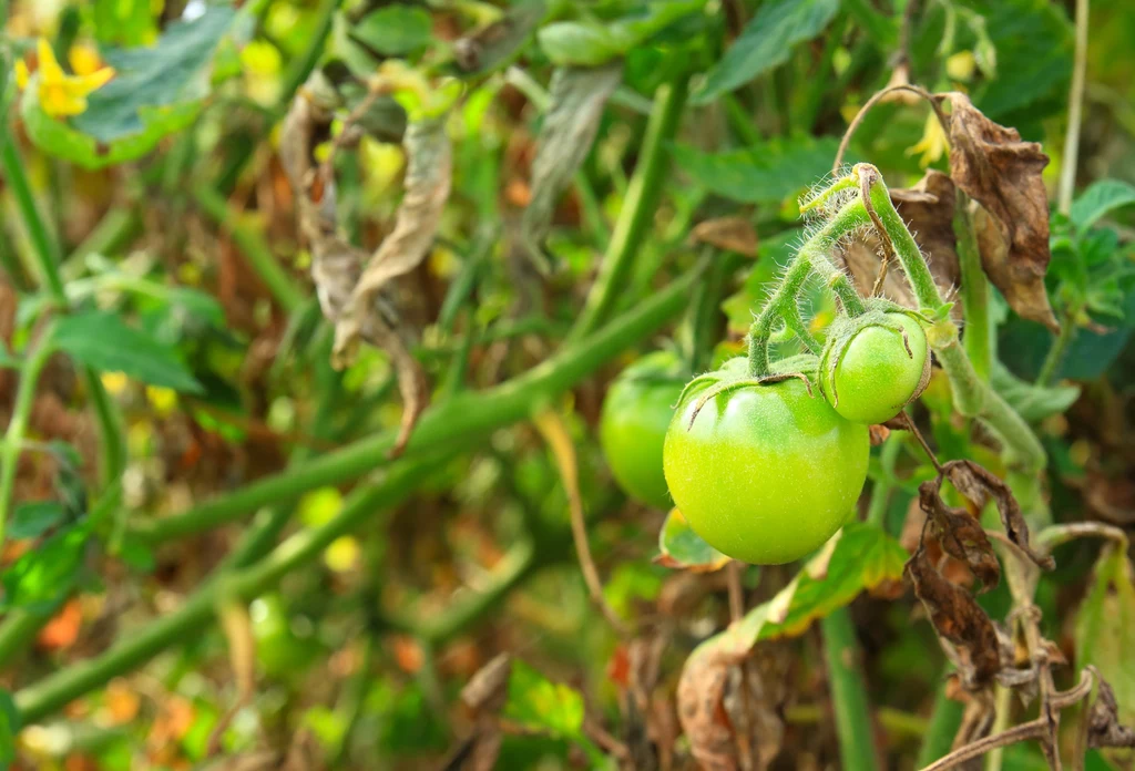 Czy da się przyspieszyć dojrzewanie pomidorów?