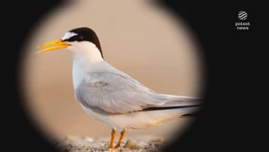 Ornitolodzy chronią ptaki przed kajakarzami