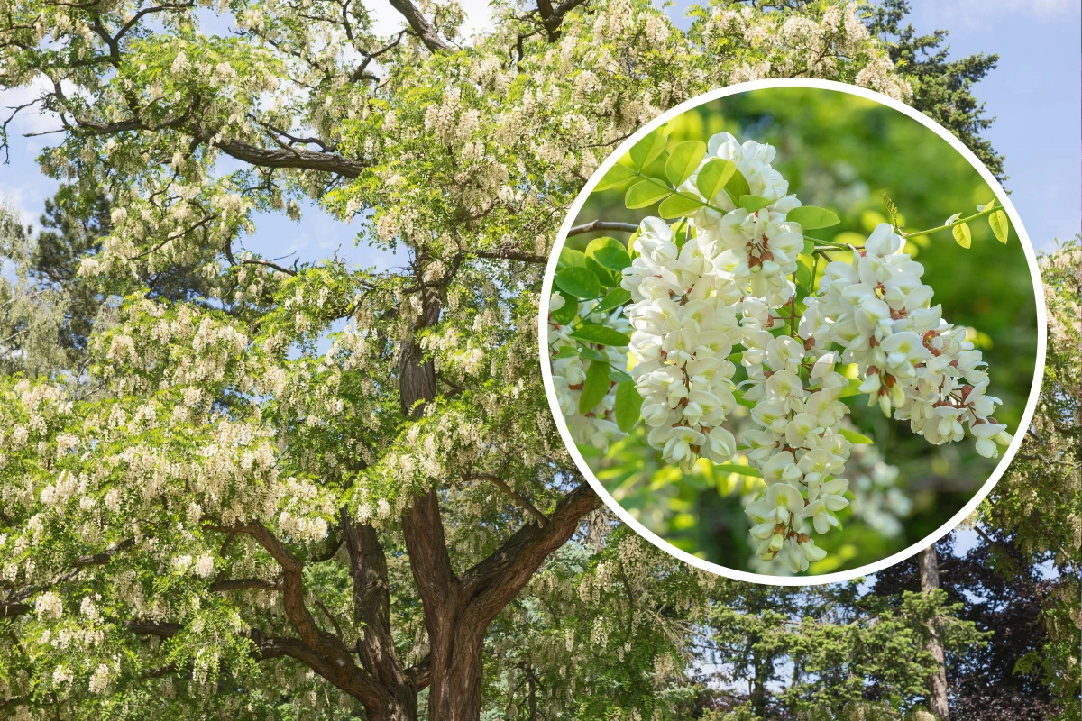 Robinia akacjowa błędnie nazywana jest akacją. To są zupełnie dwa różne drzewa Robinia akacjowa błędnie nazywana jest akacją. To są zupełnie dwa różne drzewa