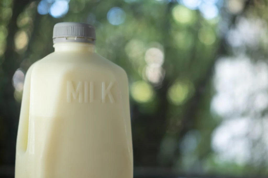Pełnotłuste mleko skutecznie odstrasza mszyce z ogrodu