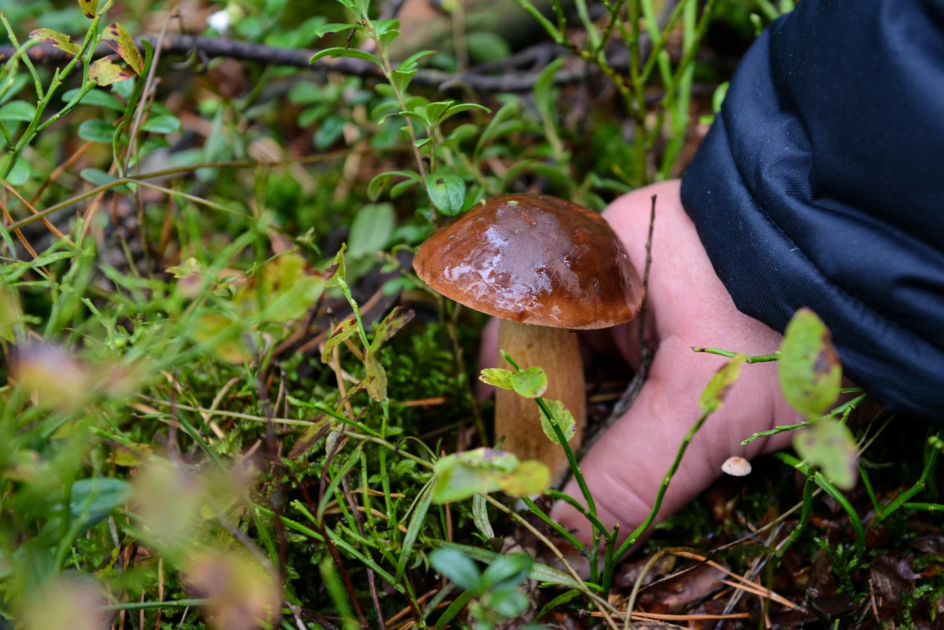 Przy sprzyjających warunkach pogodowych, w sierpniu nazbierać można całkiem sporo podgrzybków, borowików oraz maślaków Przy sprzyjających warunkach pogodowych, w sierpniu nazbierać można całkiem sporo podgrzybków, borowików oraz maślaków