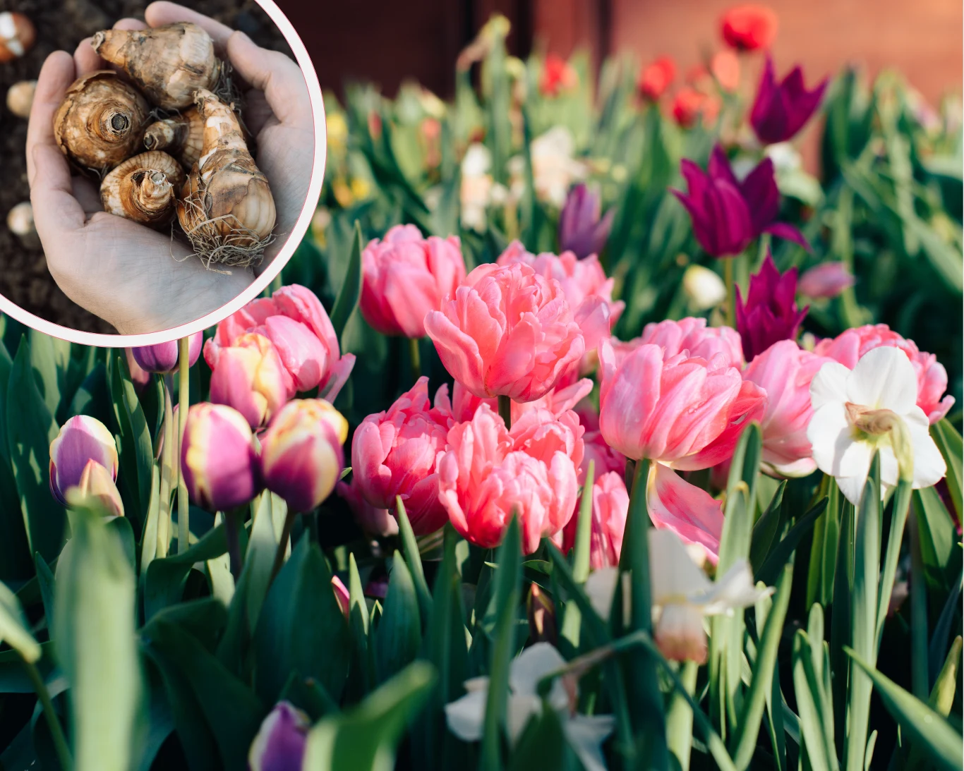Niektóre rośliny cebulowe należy posadzić już teraz, inne na początku jesieni